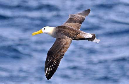 Waved Albatross