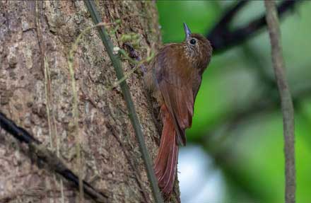 Wedge-billed Woodcreeper 