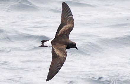 Wedge-rumped Storm-Petrel