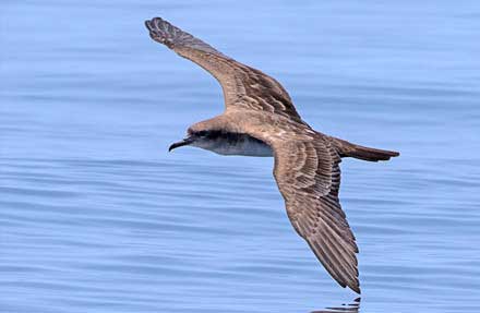 Wedge-tailed Shearwater