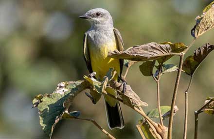Western Kingbird 