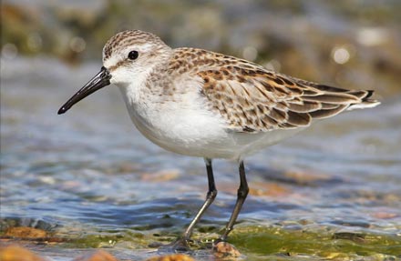 Western Sandpiper