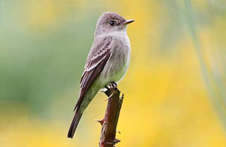 Western Wood-Pewee 