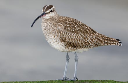 Whimbrel