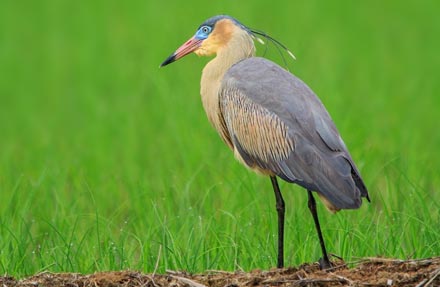 Whistling Heron