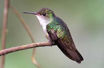 White-bellied Emerald