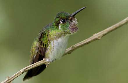White-bellied Mountain-gem