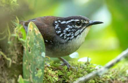 White-breasted Wood-Wren 