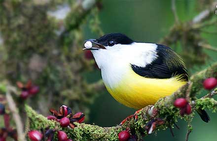 White-collared Manakin 