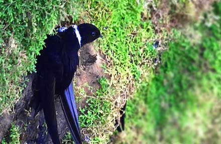 White-collared Swift