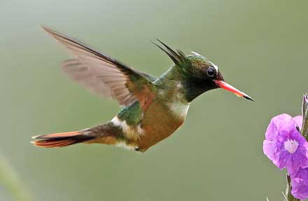 White-crested Coquette