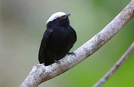 White-crowned Manakin 