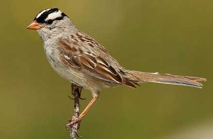 White-crowned Sparrow