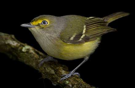 White-eyed Vireo 