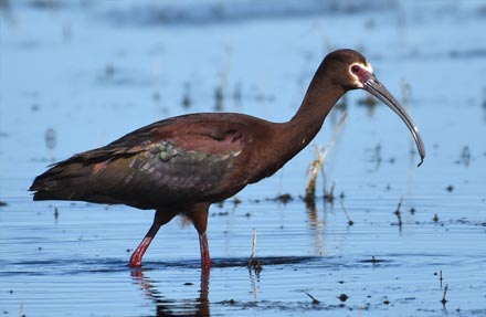 White-faced Ibis