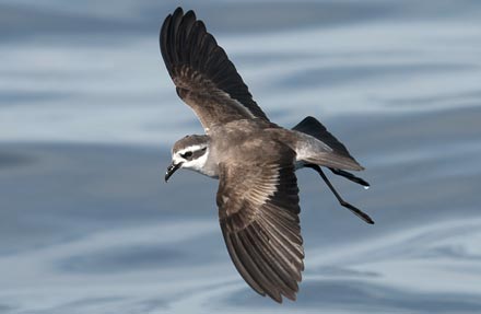White-faced Storm-Petrel