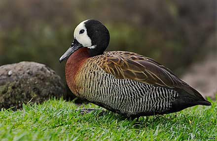 White-faced Whistling-Duck