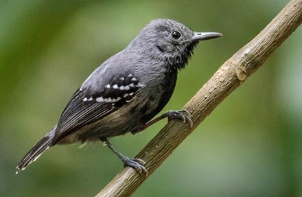 White-flanked Antwren 