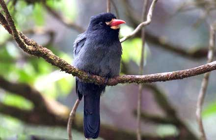 White-fronted Nunbird