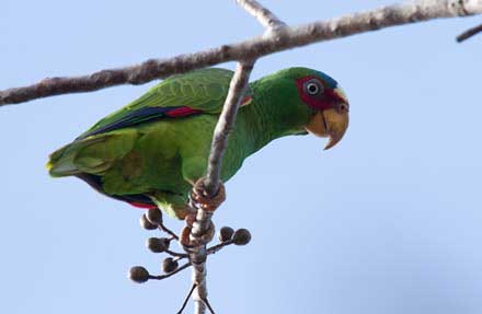 White-fronted Parrot