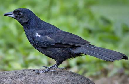 White-lined Tanager 