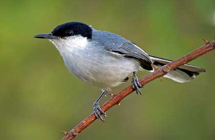 White-lored Gnatcatcher 