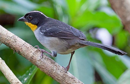 White-naped Brushfinch antes [ White-naped Brush-Finch ] 