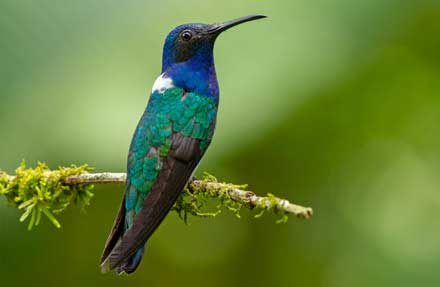 White-necked Jacobin