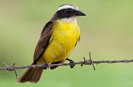White-ringed Flycatcher 