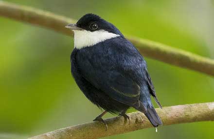 White-ruffed Manakin 
