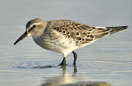 White-rumped Sandpiper