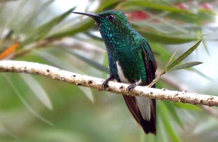 White-tailed Emerald