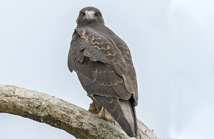 White-tailed Hawk