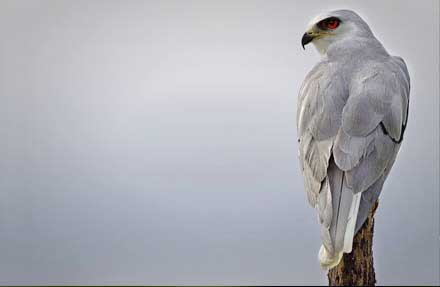 White-tailed Kite