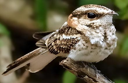 White-tailed Nightjar