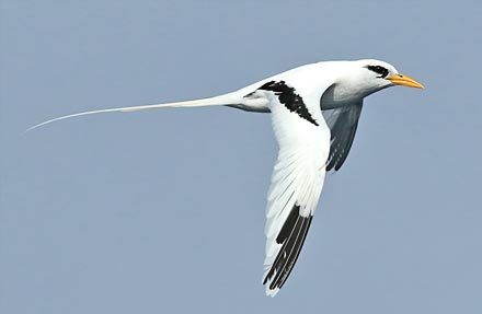 White-tailed Tropicbird
