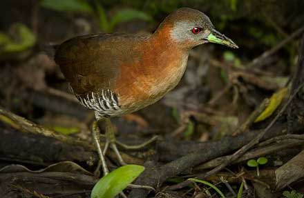 White-throated Crake