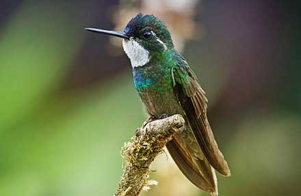 White-throated Mountain-gem