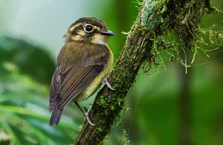 White-throated Spadebill 