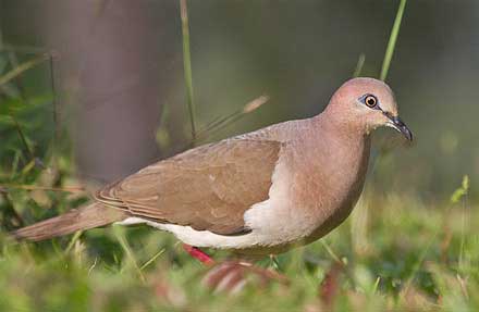 White-tipped Dove