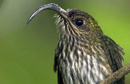 White-tipped Sicklebill