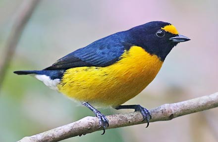 White-vented Euphonia 