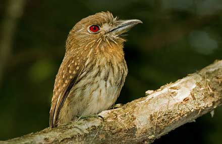 White-whiskered Puffbird