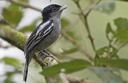 White-winged Becard 