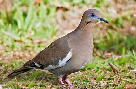 White-winged Dove
