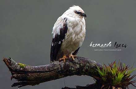 White Hawk