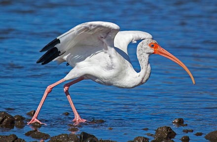 White Ibis
