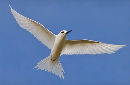 White Tern