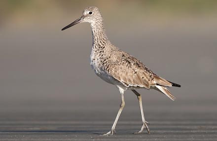 Willet