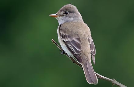 Willow Flycatcher 